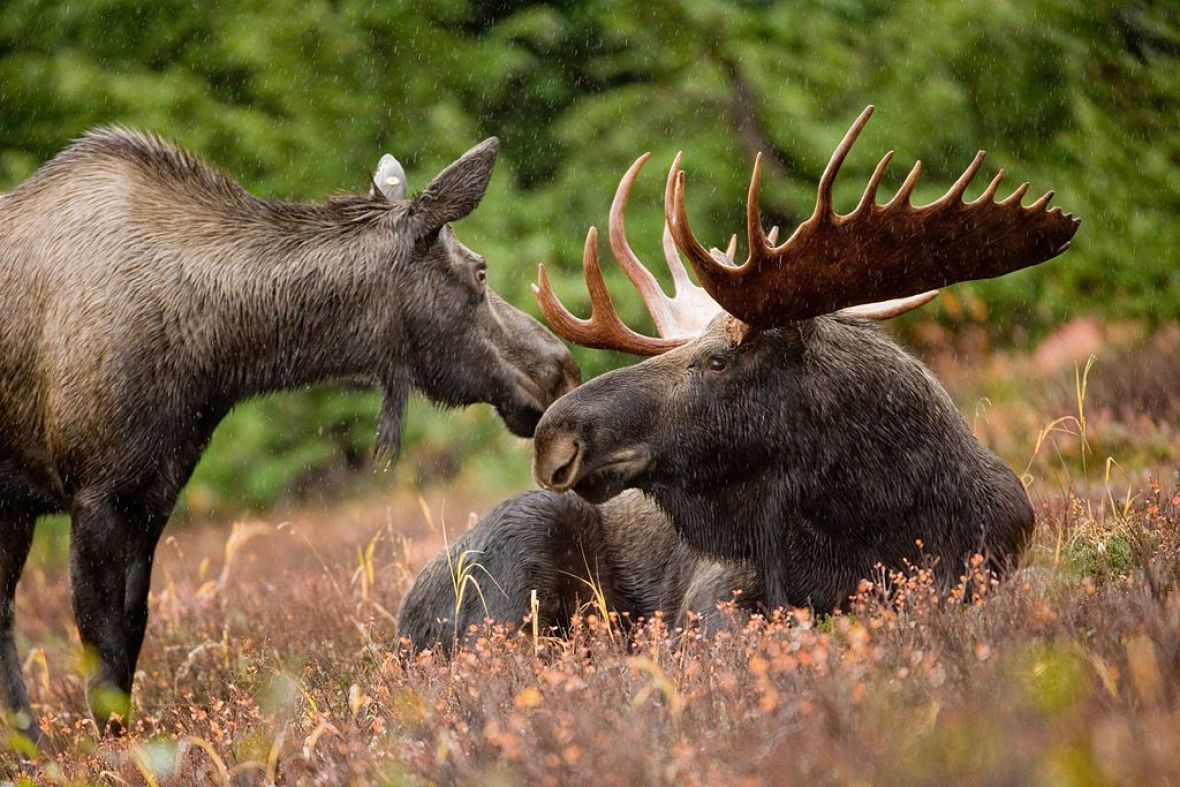 Cow and bull moose