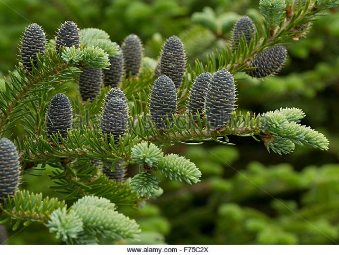 female-cones-of-balsam-fir-newfoundland-f75c2x