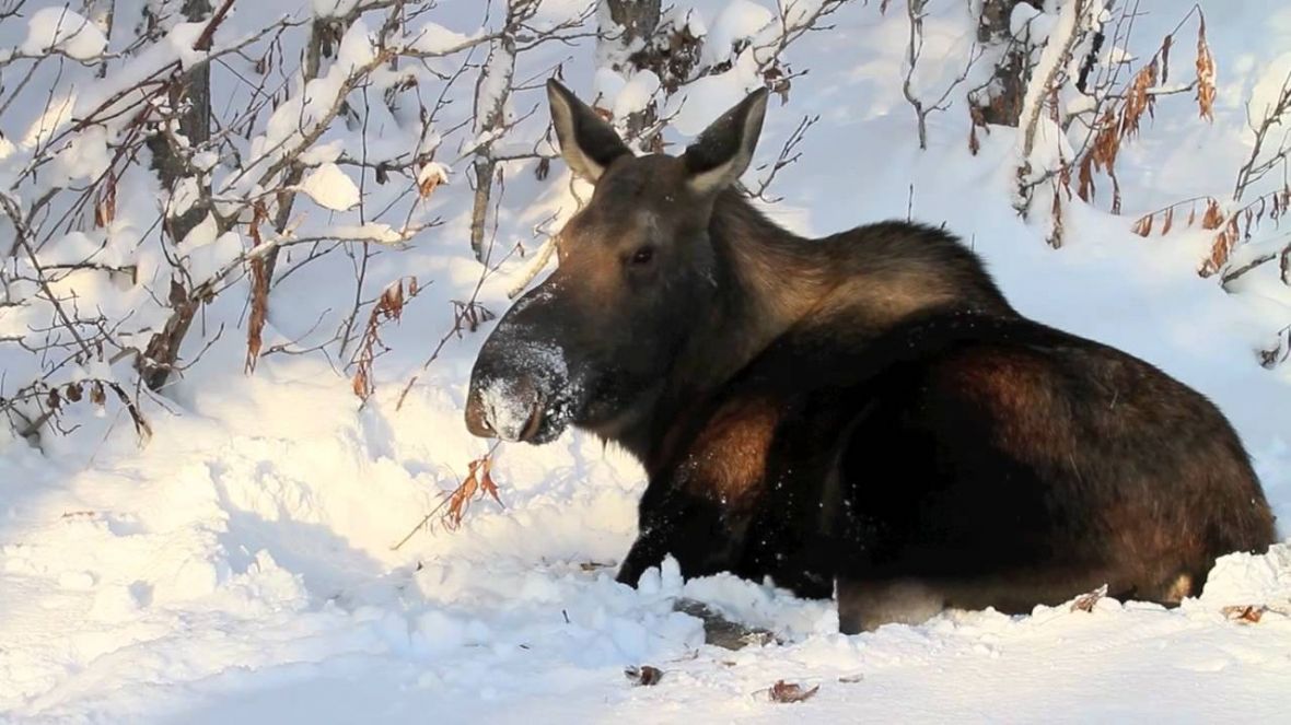 moosesnow